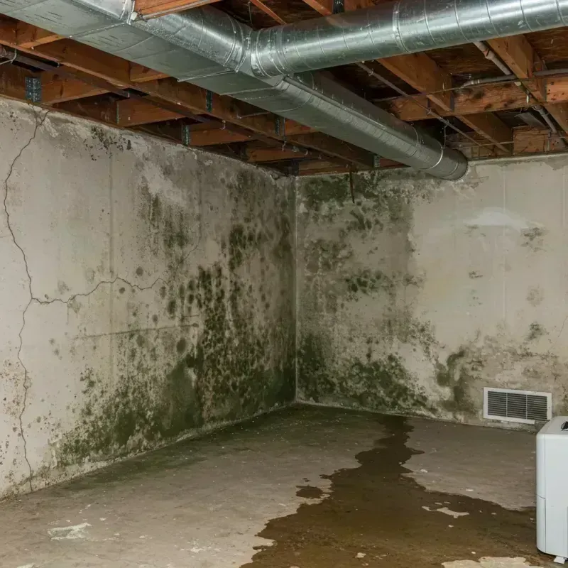 Professional Mold Removal in South Oroville, CA